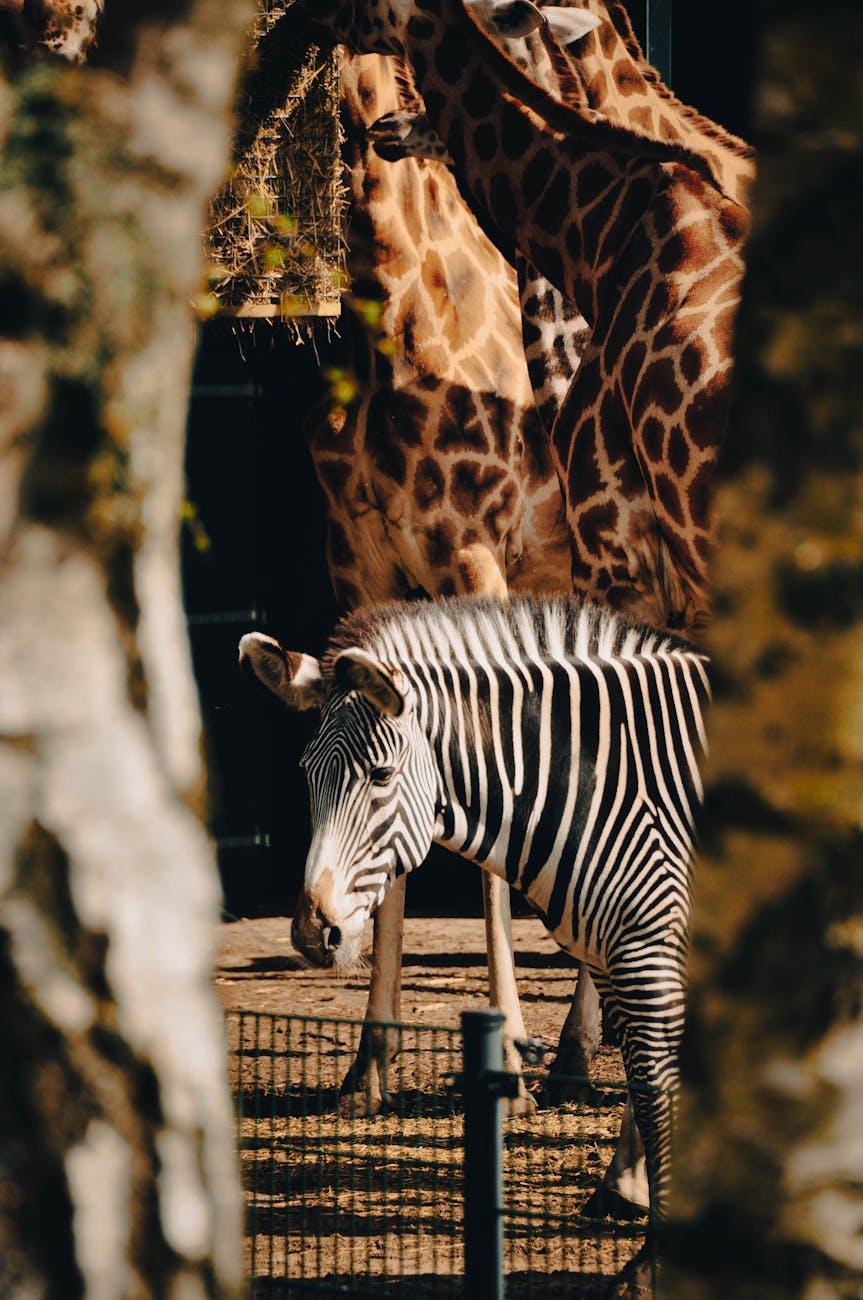 zebra and giraffes in zoo