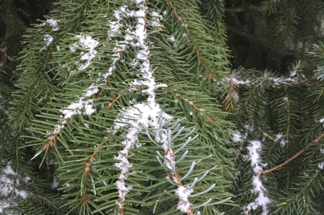 Czech Language Lessons & Translations 💧 Czech for Foreigners&nbsp;🚀