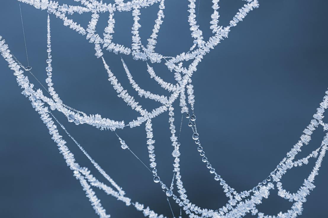 water droplets on spider web in grayscale photography