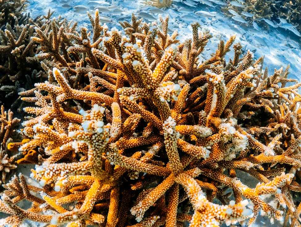 Venezuela – směsice andské, karibské a amazonské&nbsp;kultury.