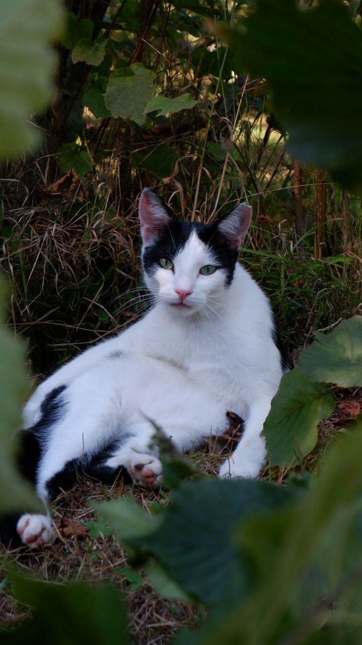 a black and white cat laying down in the grass